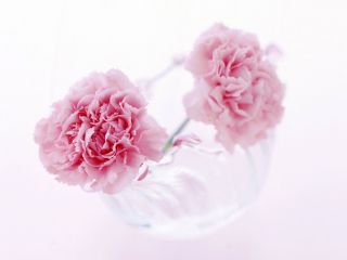 2020关于母亲节的句子_母亲节朋友圈温暖句子大全