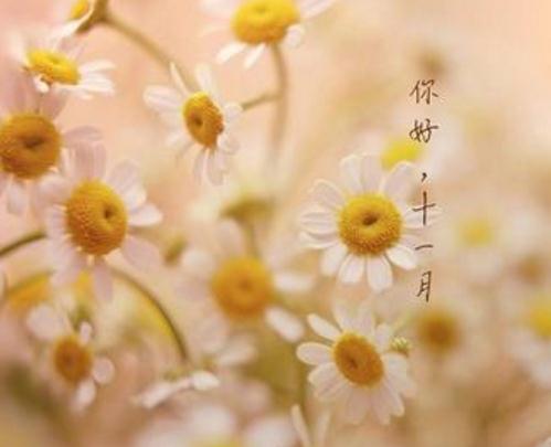 十一月你好早安图片