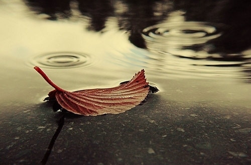 描写秋雨的优美句子 人在风雨中聚散不由我