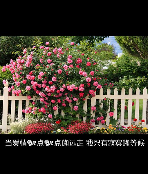 带字的伤感图片 你给的伤痛已经及格了