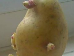 20个奇形怪状的搞笑蔬菜图 真是太有趣了
