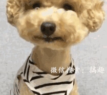 搞笑gif动态图 这个服务员妹子真不错