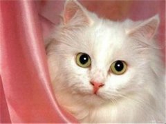 可爱的小猫咪图片