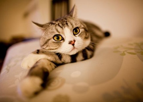 可爱的小猫咪图片