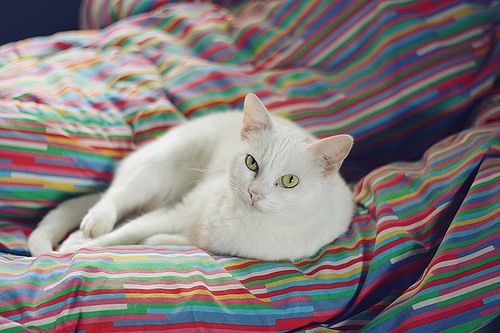 可爱的小猫咪图片