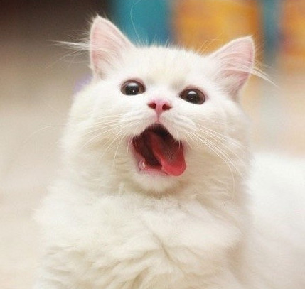 可爱的小猫咪图片