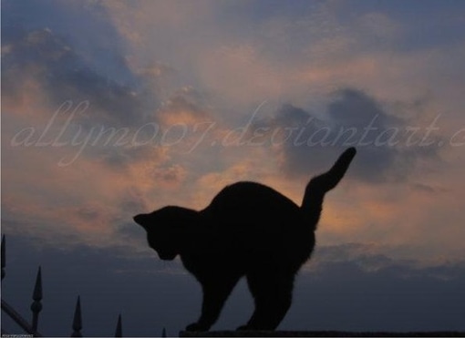 可爱的小猫咪图片