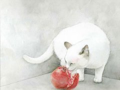可爱猫咪壁纸图片 可爱的喵咪图片大全