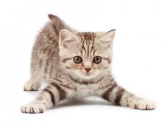 最可爱的小猫咪图片 小猫咪可爱卖萌图片