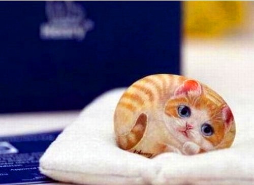最可爱的小猫咪图片 小猫咪可爱卖萌图片