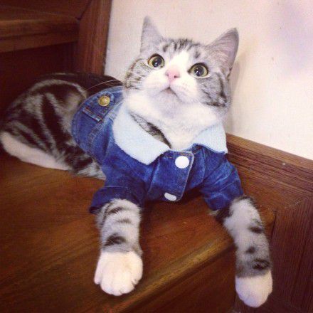 最可爱的小猫咪图片 小猫咪可爱卖萌图片