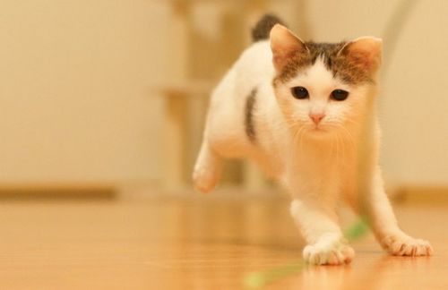 最可爱的小猫咪图片 小猫咪可爱卖萌图片