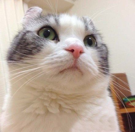 最可爱的小猫咪图片 小猫咪可爱卖萌图片