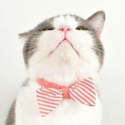 最可爱的小猫咪图片 小猫咪可爱卖萌图片