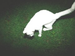 可爱的白色猫咪图片 可爱猫咪图片萌萌哒