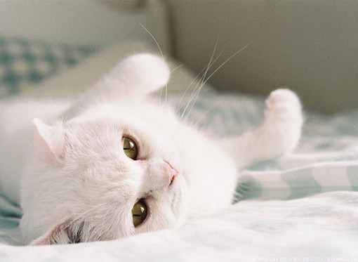 可爱的白色猫咪图片 可爱猫咪图片萌萌哒