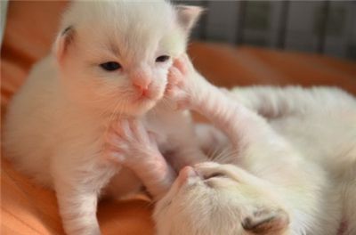 可爱的白色猫咪图片 可爱猫咪图片萌萌哒