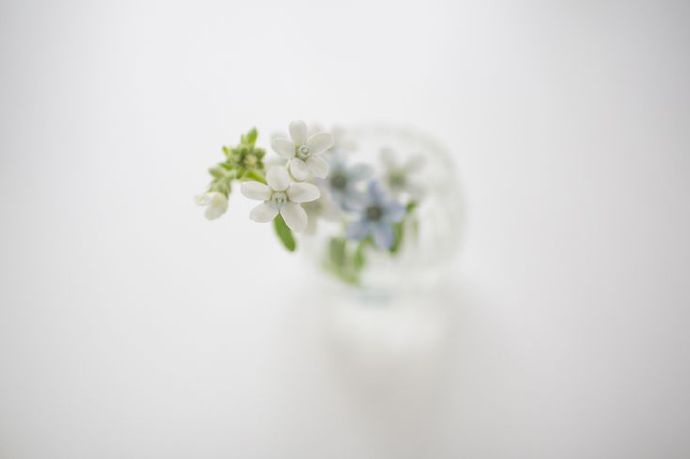 一朵花的图片唯美图片