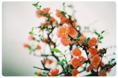 2020最新带图唯美说说_带图小清新说说