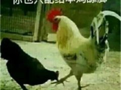 关于鸡的搞笑图片_鸡年大吉