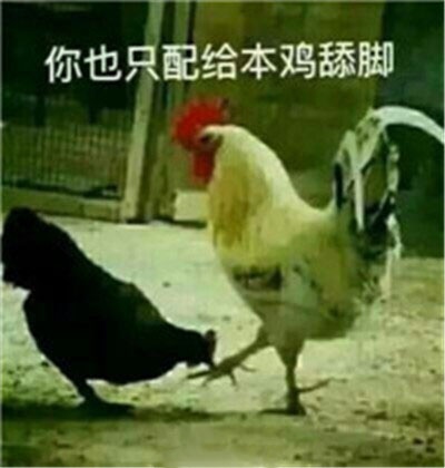 关于鸡的搞笑图片_鸡年大吉