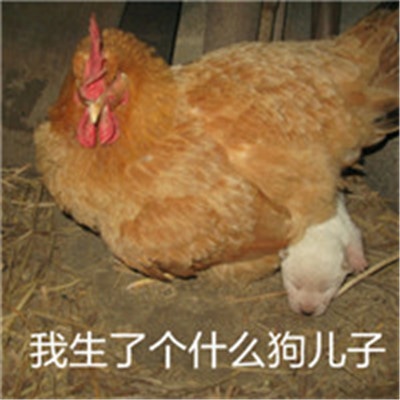 关于鸡的搞笑图片_鸡年大吉