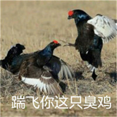 关于鸡的搞笑图片_鸡年大吉