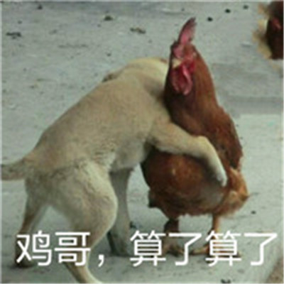 关于鸡的搞笑图片_鸡年大吉