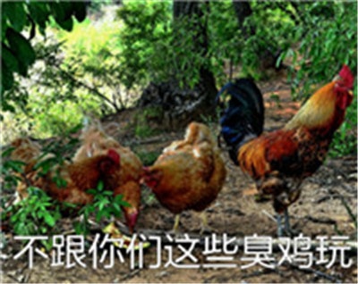关于鸡的搞笑图片_鸡年大吉