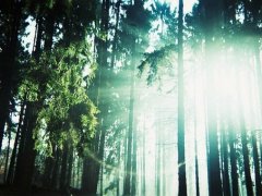 森林系唯美图片_寻找你想要的美