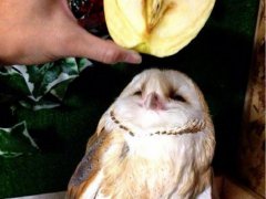 有关水果蔬菜的搞笑图片