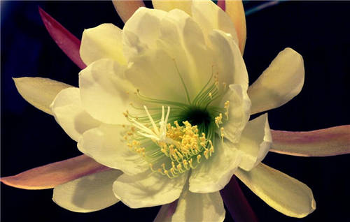 描写昙花的优美句子 人心的美莫过于昙花一现的瞬间