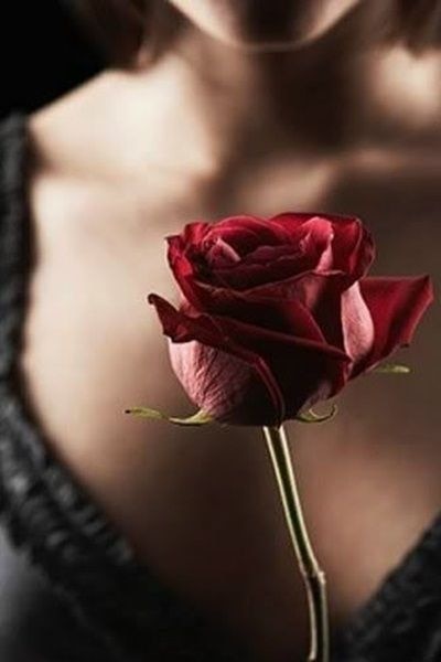 花的图片唯美玫瑰花 玫瑰花一朵一朵图片