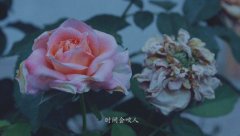 关于修身养性的人生感悟句子_淡是一种心灵味觉