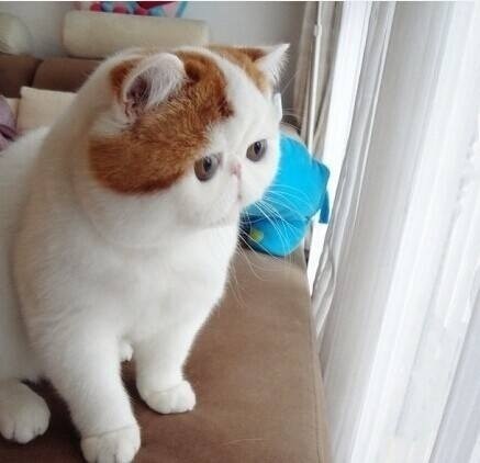 可爱的小猫咪侧脸图片