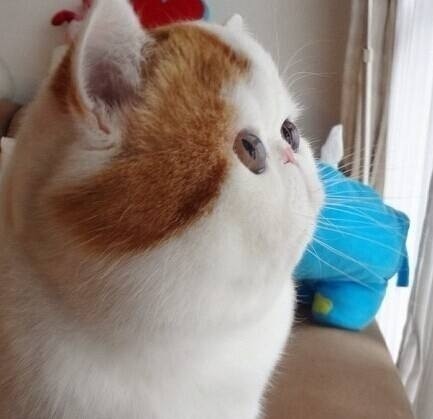 可爱的小猫咪侧脸图片