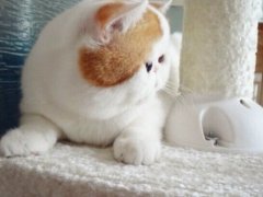可爱的小猫咪侧脸图片