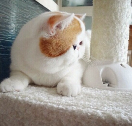 可爱的小猫咪侧脸图片