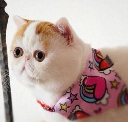 可爱的小猫咪侧脸图片