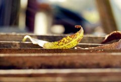 带艳丽的微信网名幸福的_￡娇艳欲滴彡