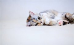 可爱小清新女生网名大全_小怂包