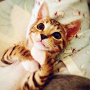 可爱猫咪qq头像 小猫咪可爱头像