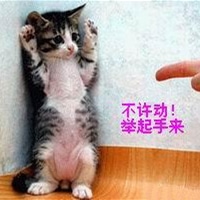 可爱猫咪qq头像