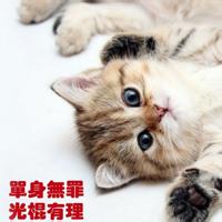 可爱猫咪qq头像