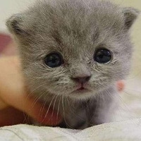 可爱猫咪qq头像