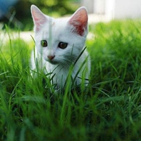 可爱猫咪qq头像