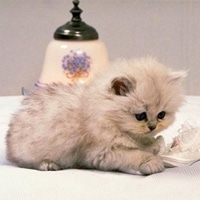 可爱猫咪qq头像