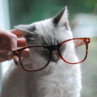 可爱猫咪qq头像