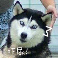 搞笑狗狗可爱头像