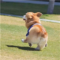 搞笑狗狗可爱头像